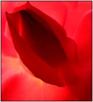 cuore rosa cuore rosa