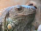 IGUANA VERDE IGUANA VERDE