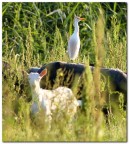 Airone Guardabuoi Airone Guardabuoi