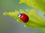 coccinella coccinella