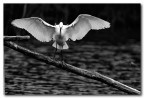 garzetta BW garzetta BW