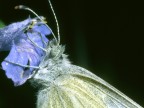 Pieride del cavolo Pieride del cavolo