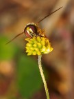 Olympus E300 Zuiko ED 50mm f2 macro 
1/100 ISO 200 f8 
esposizione spot
flash fill-in
mano libera