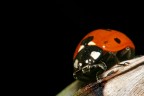 Coccinella Coccinella