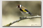 Carduelis Carduelis