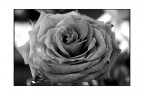 rosa rosa