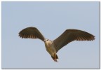 Grazie in anticipo per i commenti
Dettagli sullo scatto su www.zva.it link Uccelli d'Europa