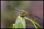 Libellula Libellula