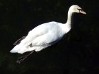 cigno cigno