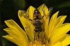 Ape su fiore Ape su fiore