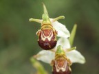 Orchidea Orchidea