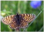 Melitaea cinxia (Nymphalidae)! Melitaea cinxia (Nymphalidae)!