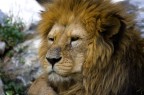 Il Leone Il Leone