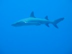 white tip shark white tip shark