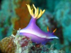 nudibranco nudibranco