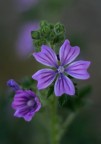 fiore di Malva fiore di Malva