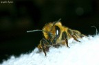 Ritratto di una piccola ape "gialla"

Critiche commenti e suggerimenti sempre graditi!