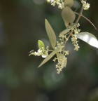 Ape su ulivo Ape su ulivo