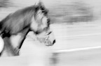 Cavallo al trotto Cavallo al trotto