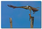 falco pescatore con preda falco pescatore con preda