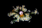fiori fiori