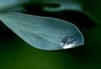 Il cucchiaio in natura. Il cucchiaio in natura.