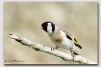 Carduelis secondo Carduelis secondo