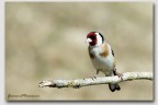 Carduelis Terzo Carduelis Terzo