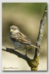 Giovane Passero Giovane Passero