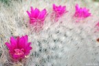 Uno scorcio dei fiori di una Mammillaria....

Critiche suggerimenti e commenti sempre graditi :)