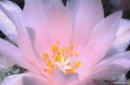 Il fiore di un Turbinicarpus con le sue delicate sfumature di colore...


Critiche commenti e suggerimenti sempre graditi