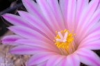 Il fiore di un'altra specie di Turbinicarpus, la colorazione cambia moltissimo a seconda della luce...


Critiche commenti e suggerimenti sempre graditi :)

P.S. Non so' mai se questo genere v sotto macro/cose up o natura...voi che dite?