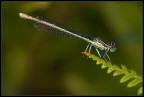 100macro+32mm 1/60sec f/7.1 treppiede in appoggio due flash