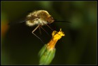 Bombylius maior Bombylius maior