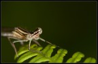 Una comune libellula. 100macro+68mm f/5.6 1/125sec due flash