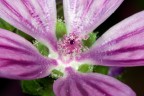 Fiore