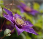 violet natural magic violet natural magic