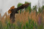 l'attacco l'attacco