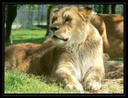 Safari Park