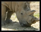Safari Park