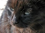 Gatto Nero Gatto Nero