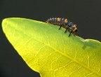 Non ho idea l'insetto cosa sia; mi piacevano molto i suoi colori.

Ciao a tutti