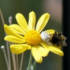 piccolo ma micidiale piccolo ma micidiale