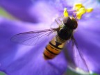 macro macro