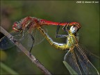 Accoppiamento Sympetrum fonscolombei Accoppiamento Sympetrum fonscolombei