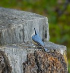 Principe Azzurro in cerca di sposa. Principe Azzurro in cerca di sposa.