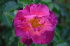 Rosa 1 Rosa 1