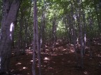 Foto di una parte del bosco di Bocca della Selva localit molto vicina al lago Matese.Che ne pensate ?