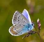 Finalmente una Farfalla! (licenide) Finalmente una Farfalla! (licenide)