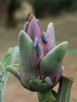 turchese